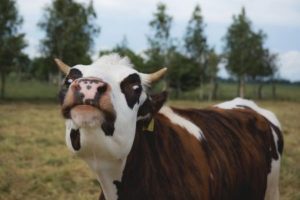Bovine Battle Korte