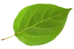 Leaf Balloon