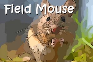 Field Mouse